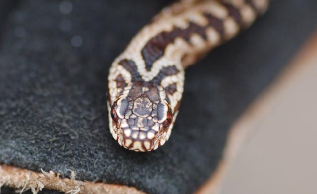 Adder_t.jpg