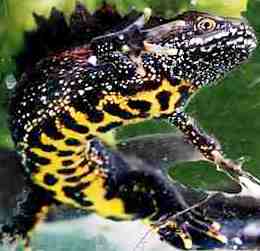Great_creasted_newt.jpg