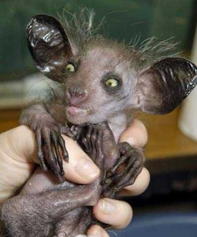 Gremlin.jpg