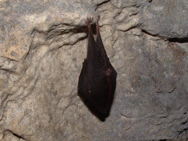 Lesser_horseshoe_-_Stover_Feb_26-02-06.jpg
