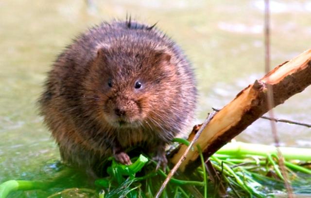 Water-Vole-09009.jpg