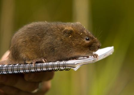 Water_Vole_On_Book.jpg