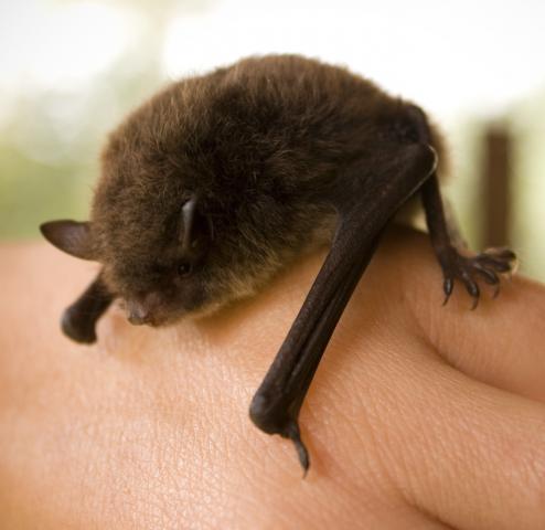 pipistrelle1.jpg